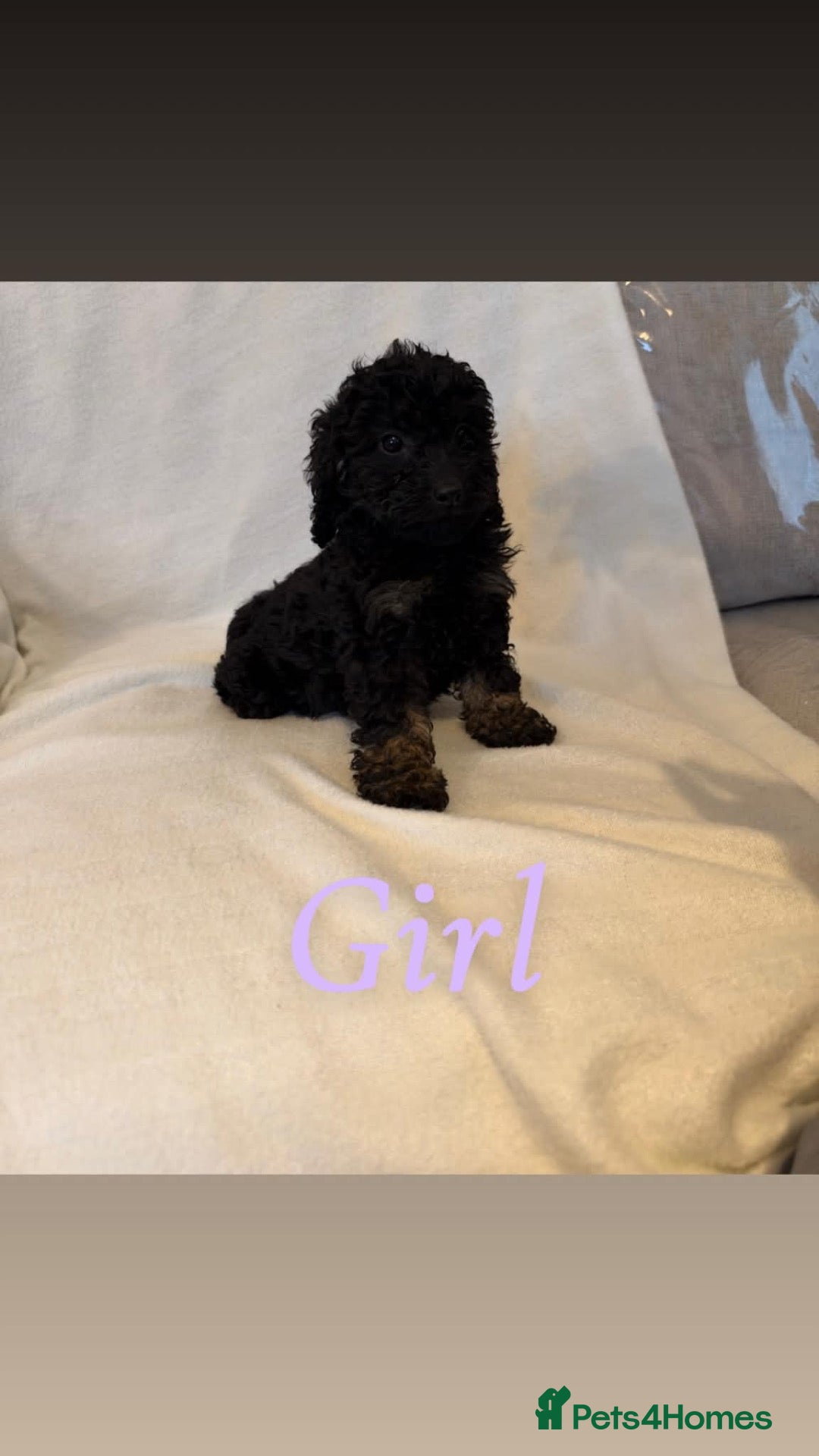 Cockapoo dogs F1bs cockapoo puppies  - Advert 1