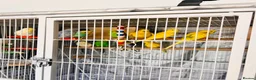 Budgerigars birds for sale: 14 Breeding Budgies, Cage, Food, Toys & Nest Boxes - Advert 5