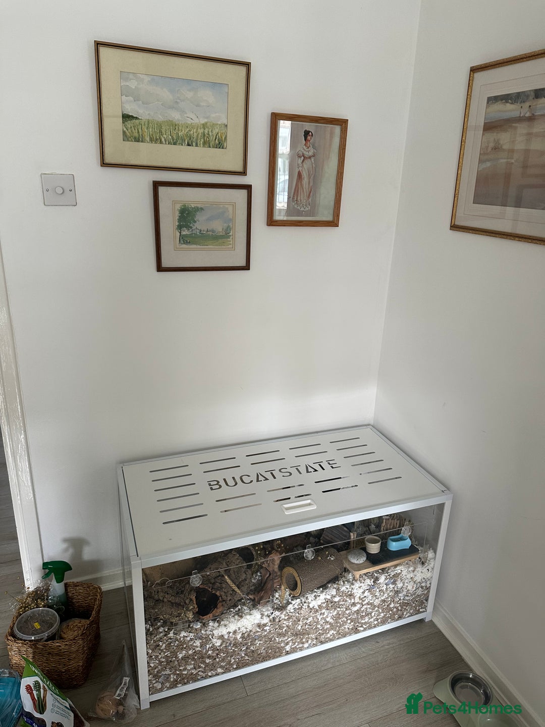 Hamster rodents for sale: Syrian Hamster  - Image 10