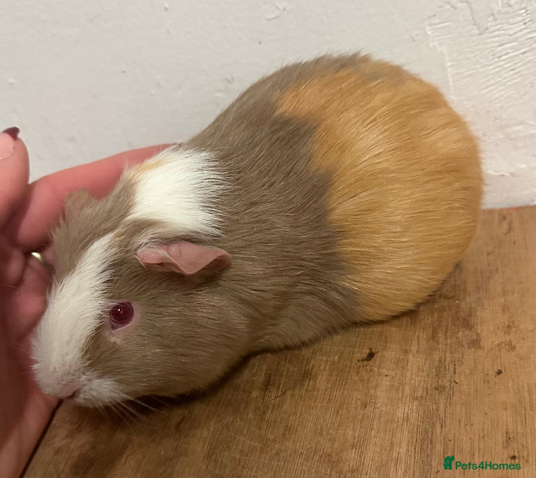 Guinea Pig rodents for sale: Baby guineas, boys and girls available  - Advert 5