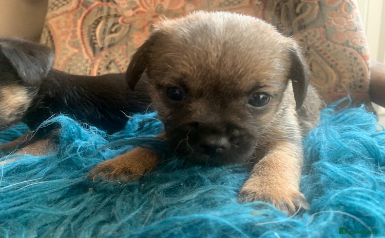 Border Terrier dogs - Advert 10