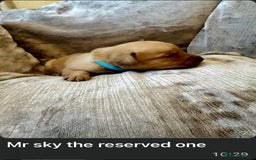 Mixed Breed dogs for sale: Beautiful litter of golden labradoodles - Image 27