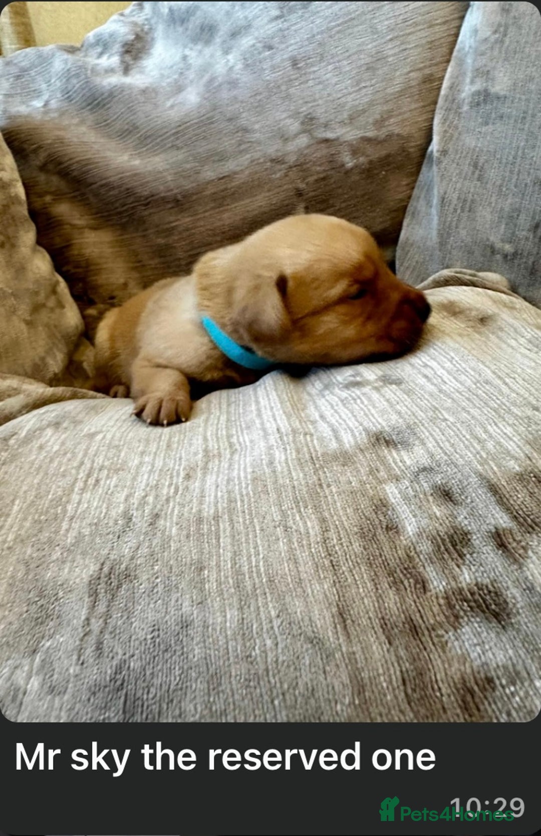 Mixed Breed dogs for sale: Beautiful litter of golden labradoodles - Image 27
