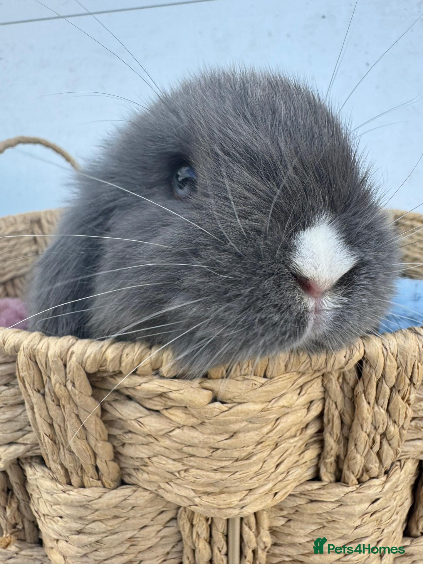 Mini Lop rabbits Pure bred Mini Lop RabbitS - Advert 2