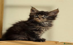 Maine Coon cats for sale: Beautiful pure bred Maine Coon kittens - Image 38