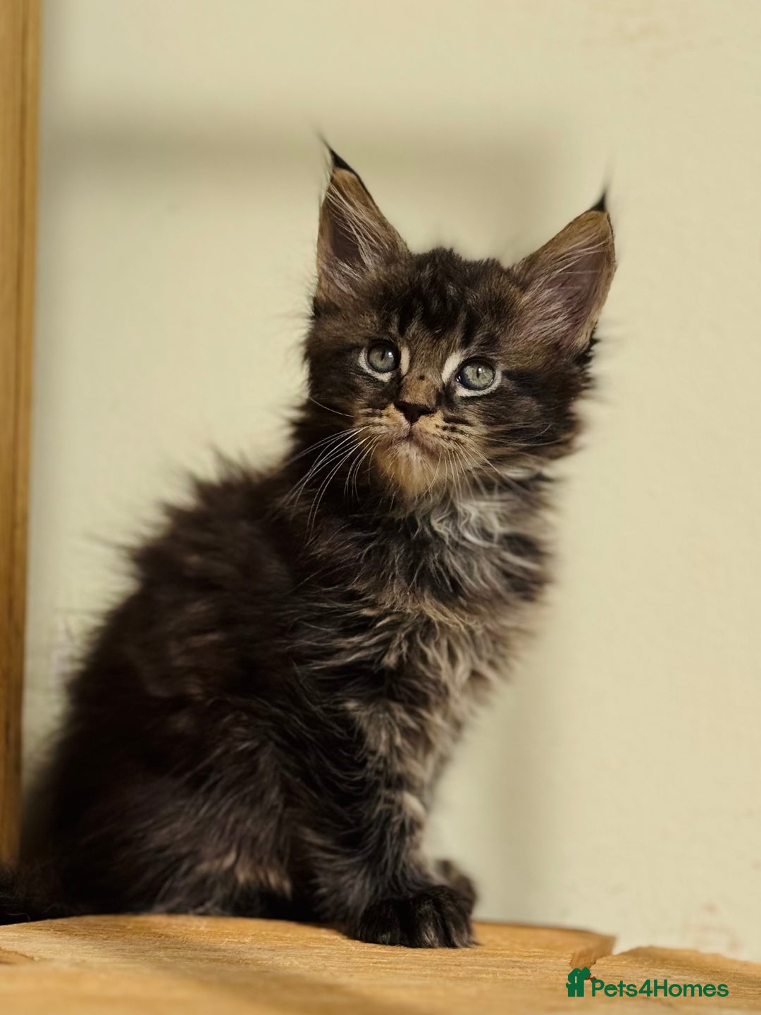 Maine Coon cats for sale: Beautiful pure bred Maine Coon kittens - Image 38