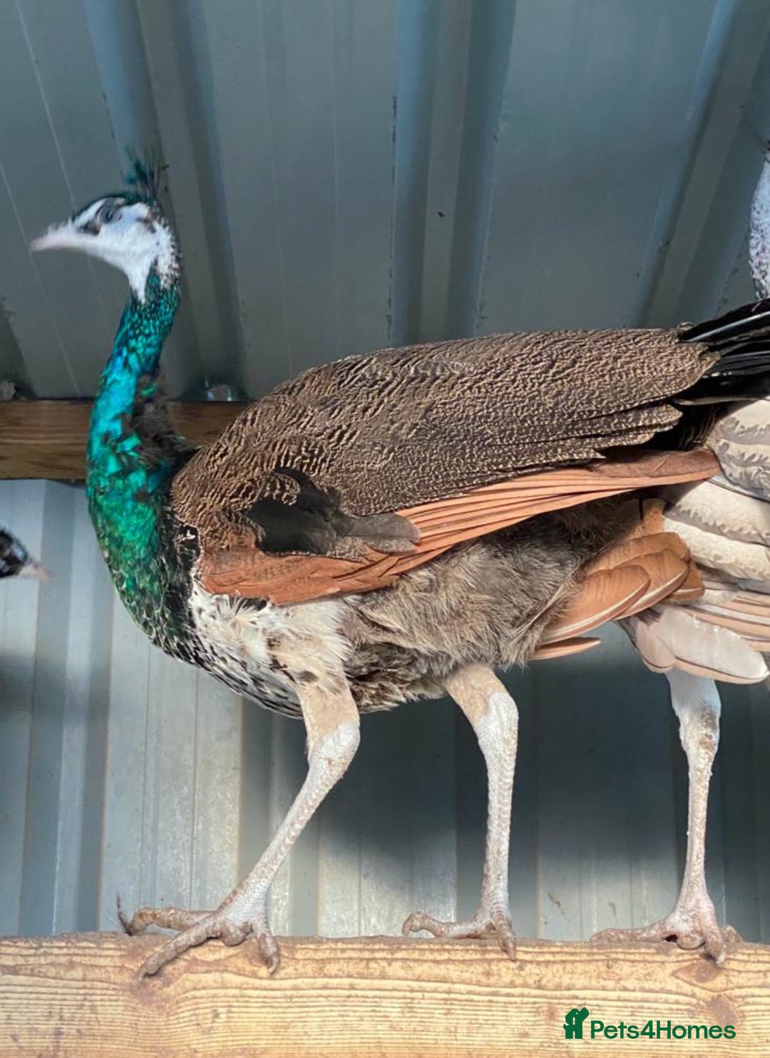 Mixed Breed birds for sale: Peacocks and peas hens for sale - Advert 3