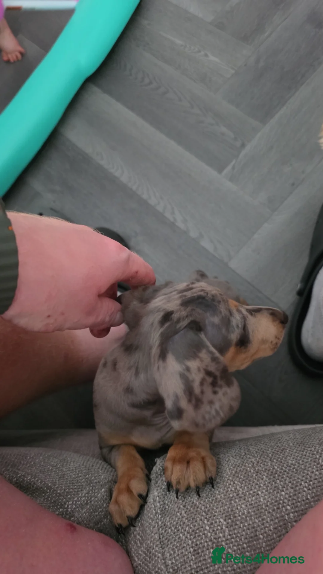 Miniature Dachshund dogs for sale: dapple miniature dachshund for rehoming  - Advert 2