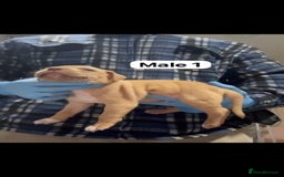 Mastiff dogs for sale: Mastiff  - Advert 8