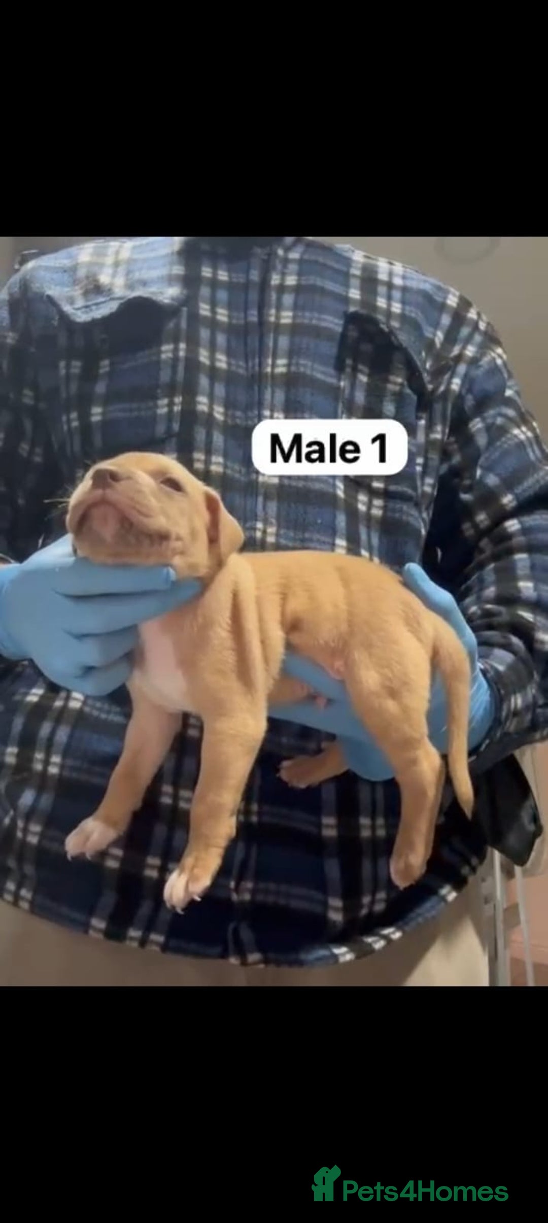 Mastiff dogs for sale: Mastiff  - Advert 8