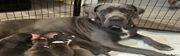 Mixed Breed dogs for sale: 11 Cane Corso cross mastiff chunky puppies in Axbridge - Advert 27