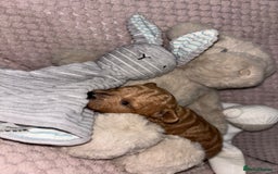 Toy Poodle dogs for sale: 3 stunning toy poodle females  - Image 8