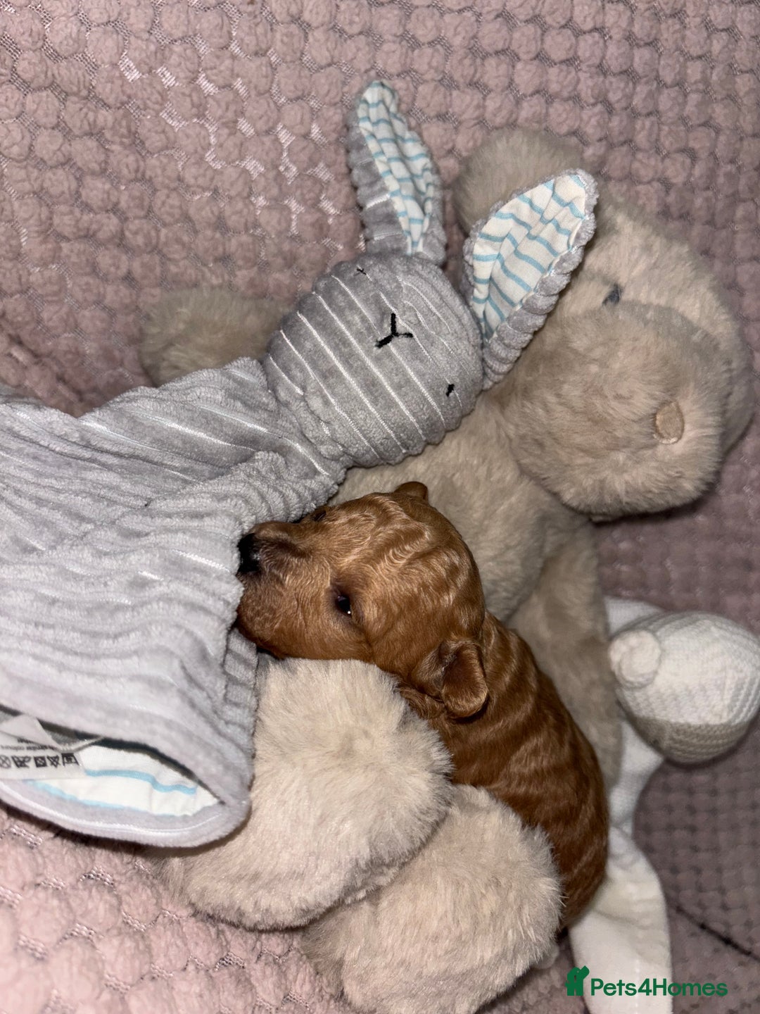Toy Poodle dogs for sale: 3 stunning toy poodle females  - Image 8