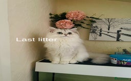 Persian cats for sale: Persian Chinchilla Kittens - Image 18
