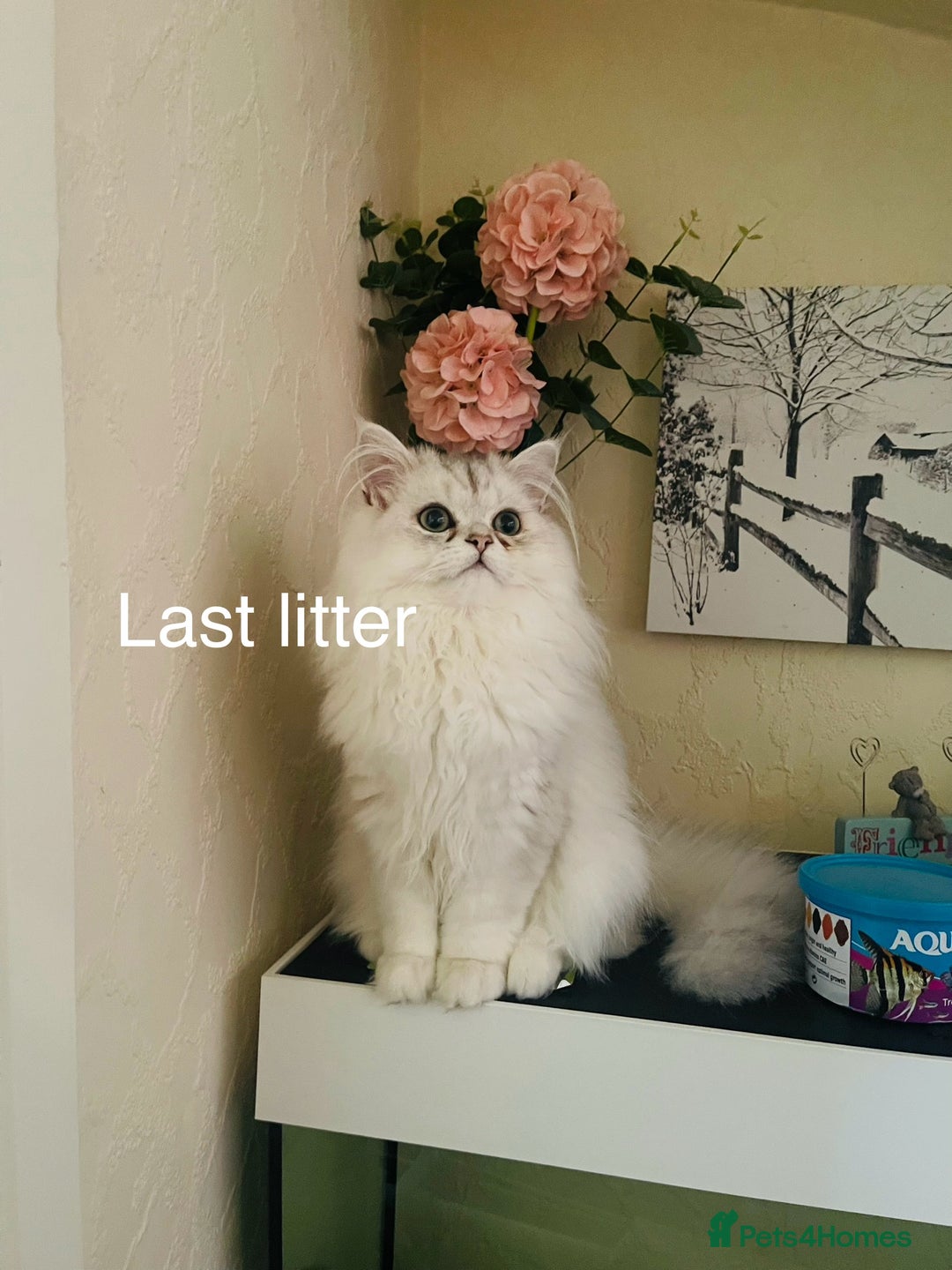 Persian cats for sale: Persian Chinchilla Kittens - Image 18