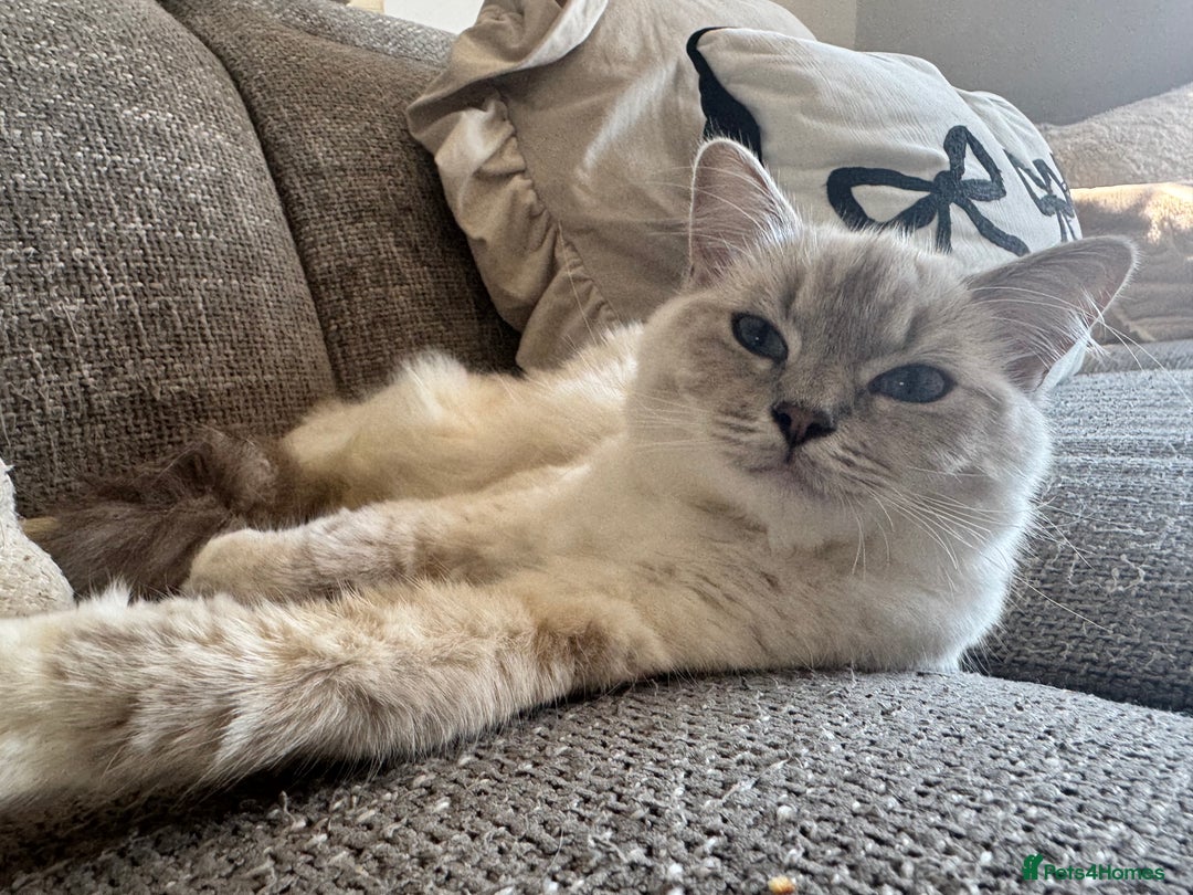 Ragdoll cats for sale: Ragdoll - Image 3