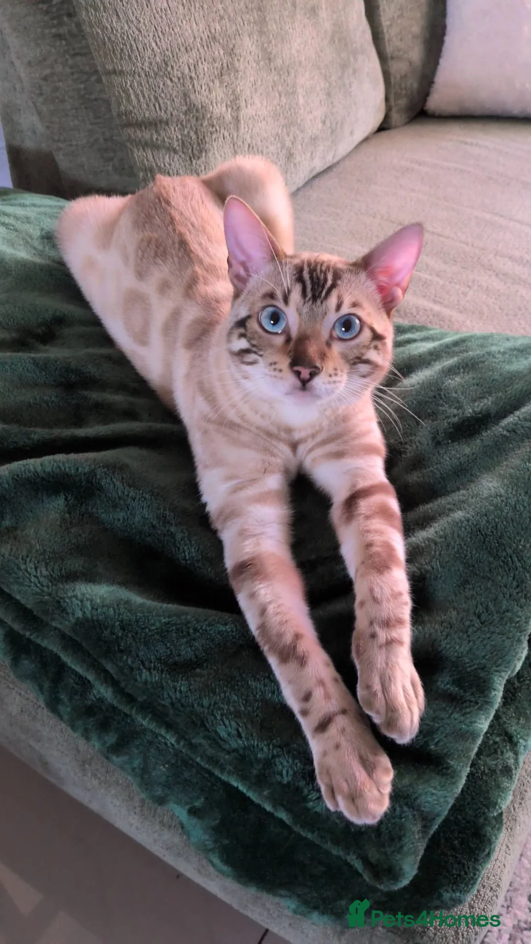 Mixed Breed cats for sale: Snow Lynx Bengal Male - Advert 12