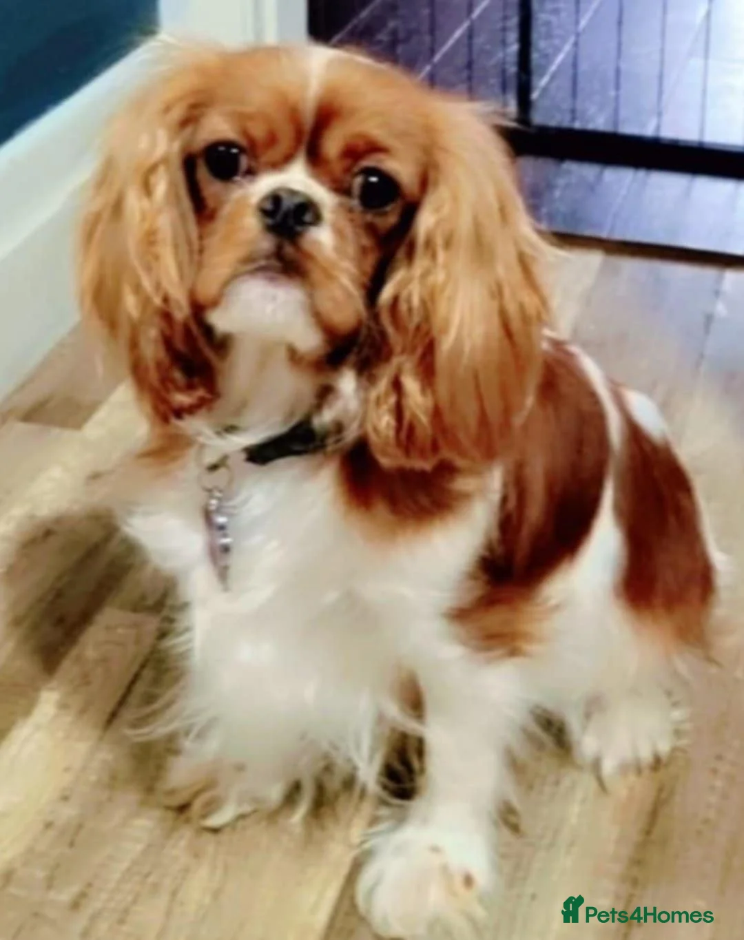 Cavapoo dogs for sale: Cavapoo - Advert 1