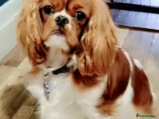 Cavapoo dogs Cavapoo - Advert 2