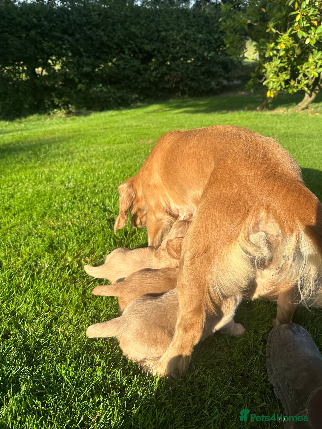 Cocker Spaniel dogs for sale: KC reg, Golden cocker spaniel pups - Image 7