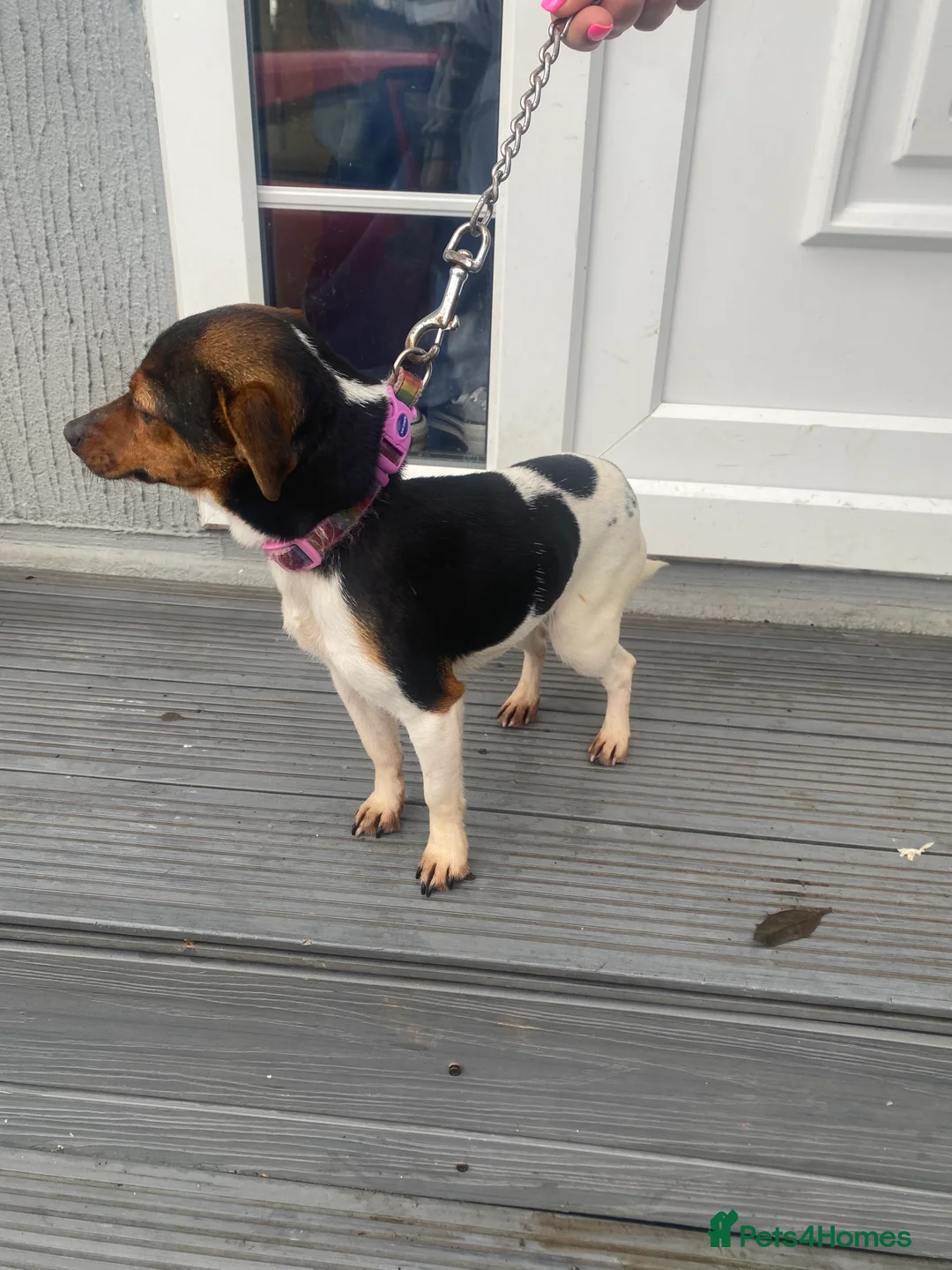 Patterjack dogs for sale: Adory Jack Russell puppies x patterdale  - Advert 5