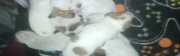 Mixed Breed dogs for sale: Cockerpoo x puppies - Advert 4