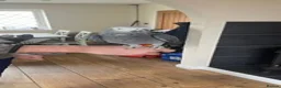 Parrots birds for sale: African Grey Lola - Advert 2