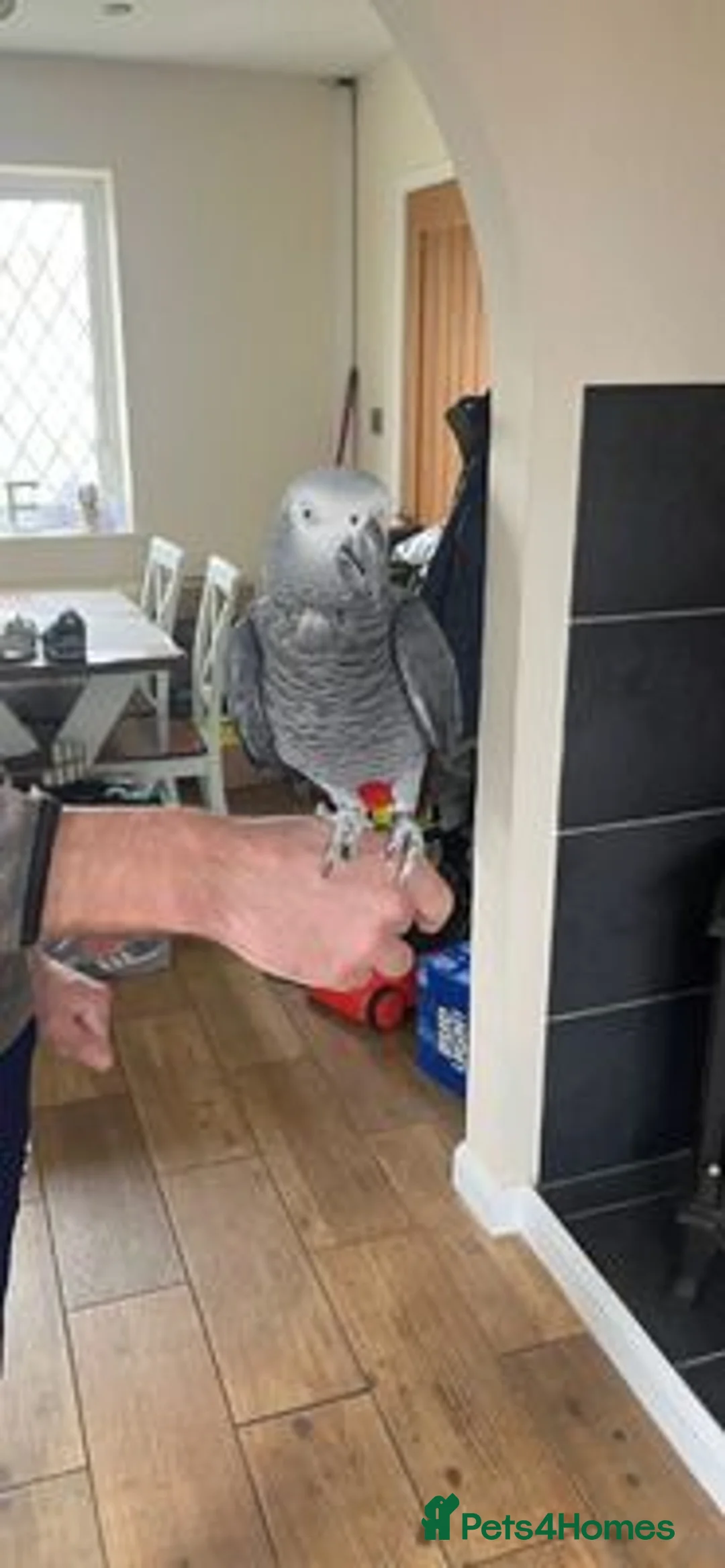 Parrots birds for sale: African Grey Lola - Advert 2