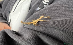 Stick Insects invertebrates for sale: Macleay Spectre Prickly Leaf Insects - Image 7