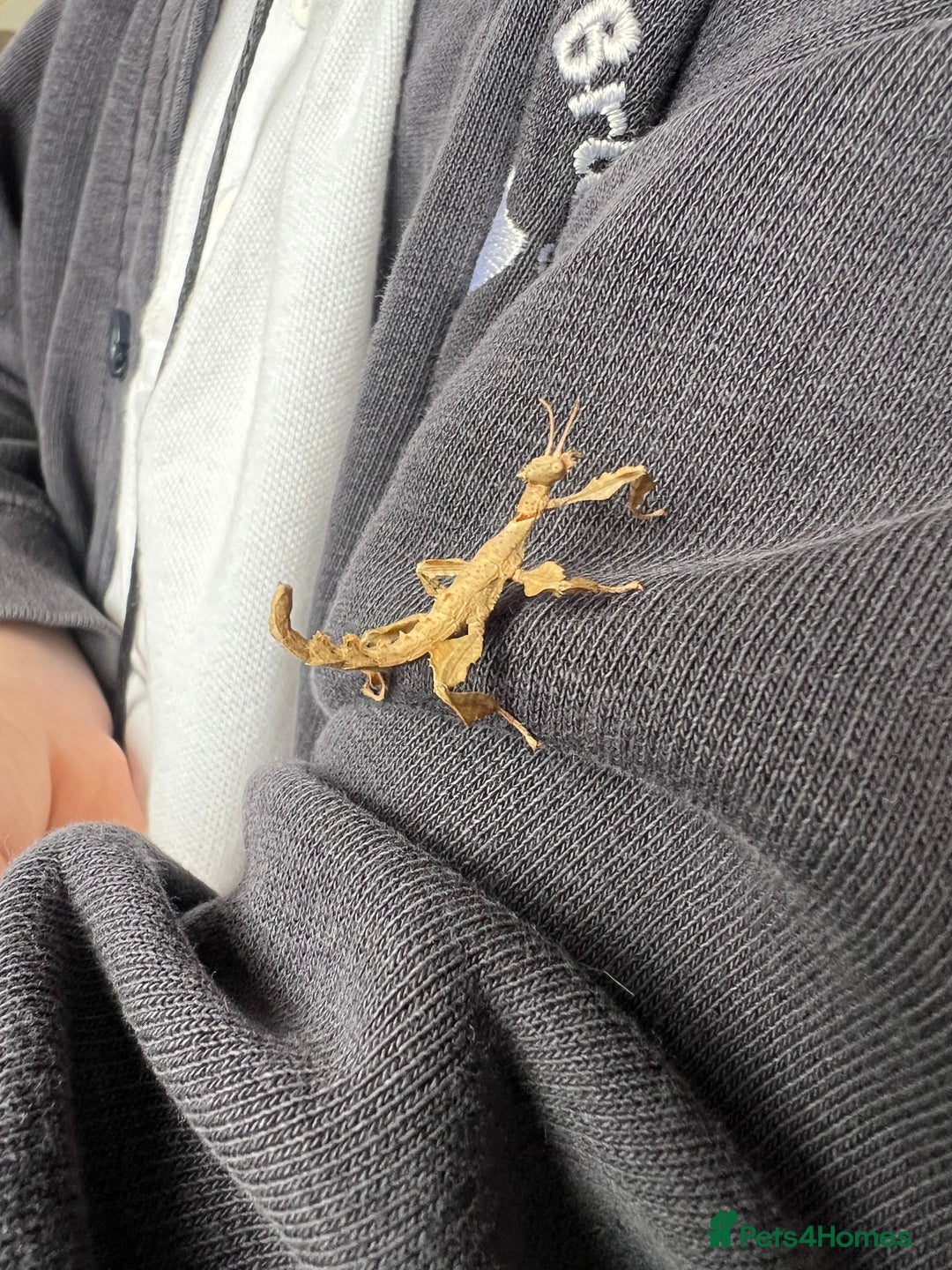 Stick Insects invertebrates for sale: Macleay Spectre Prickly Leaf Insects - Image 7