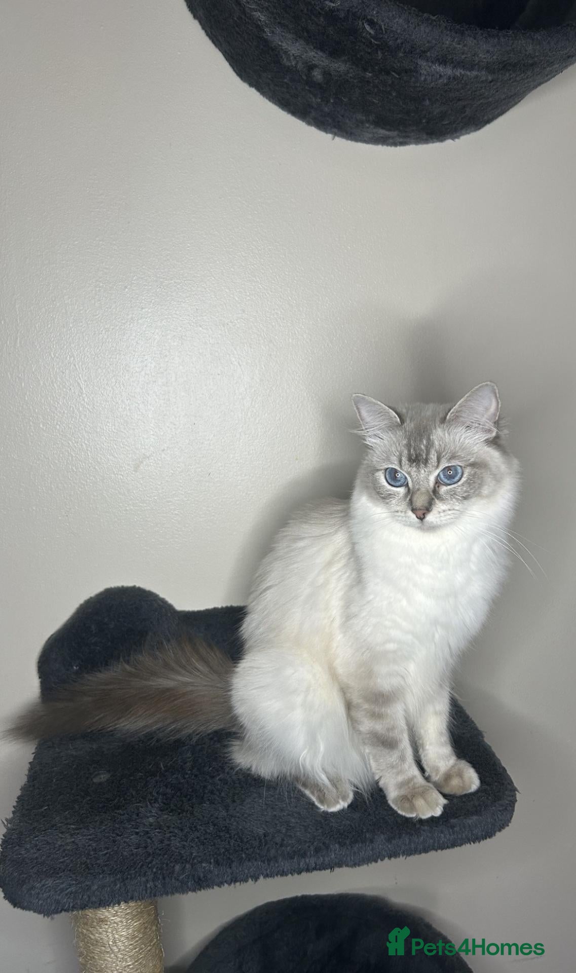 Ragdoll cats 🐾 TICA registered Ragdoll Kittens 🐾 - Advert 1