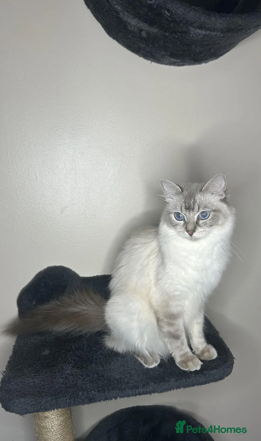 Ragdoll cats for sale: 🐾 TICA registered Ragdoll Kittens 🐾 in Dewsbury - Advert 1