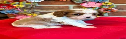 Cavalier King Charles Spaniel dogs for sale: KC. C.K.C.S from Champion Show Lines - Advert 12