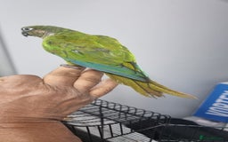 Conures birds for sale: tame green chick conure  - Image 4