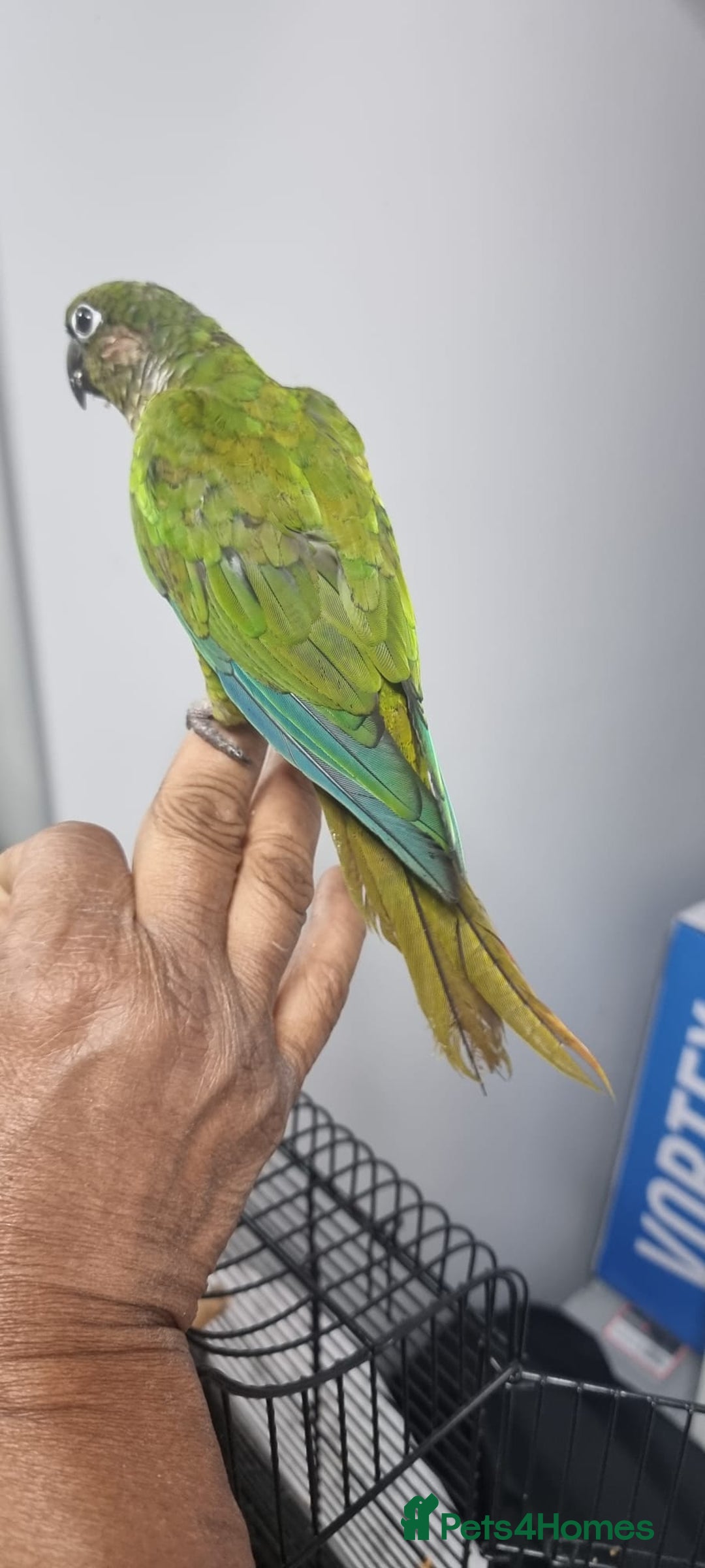 Conures birds for sale: tame green chick conure  - Image 4