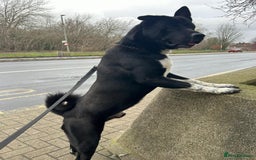 Akita dogs for stud: Stud Akita for 200 - Image 3