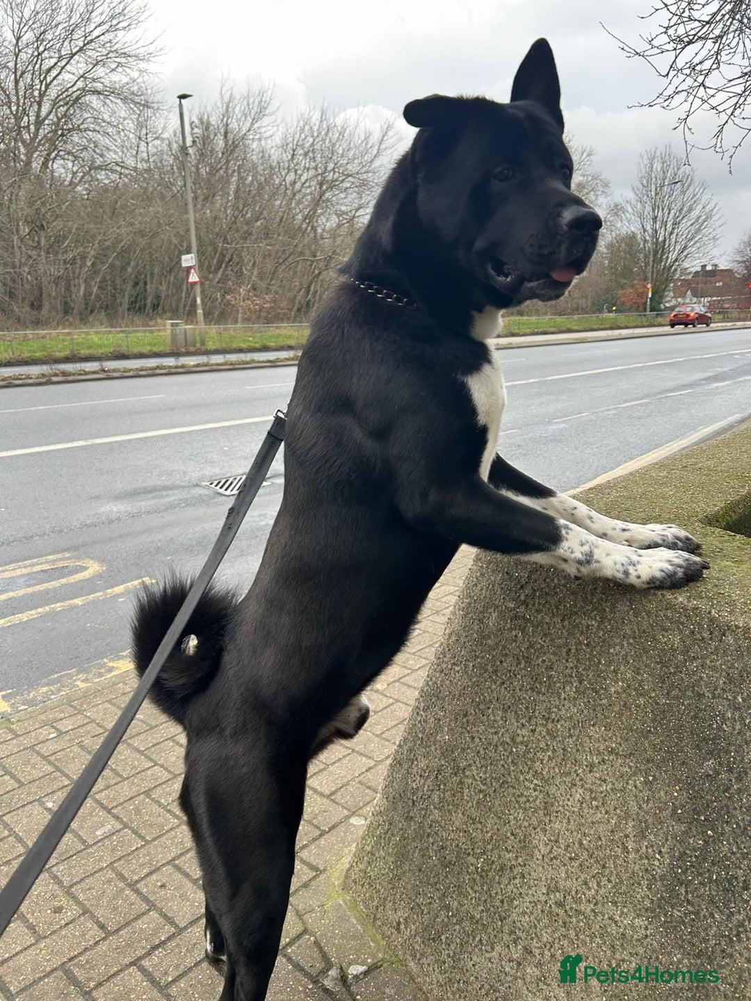 Akita dogs for stud: Stud Akita for 200 - Image 3