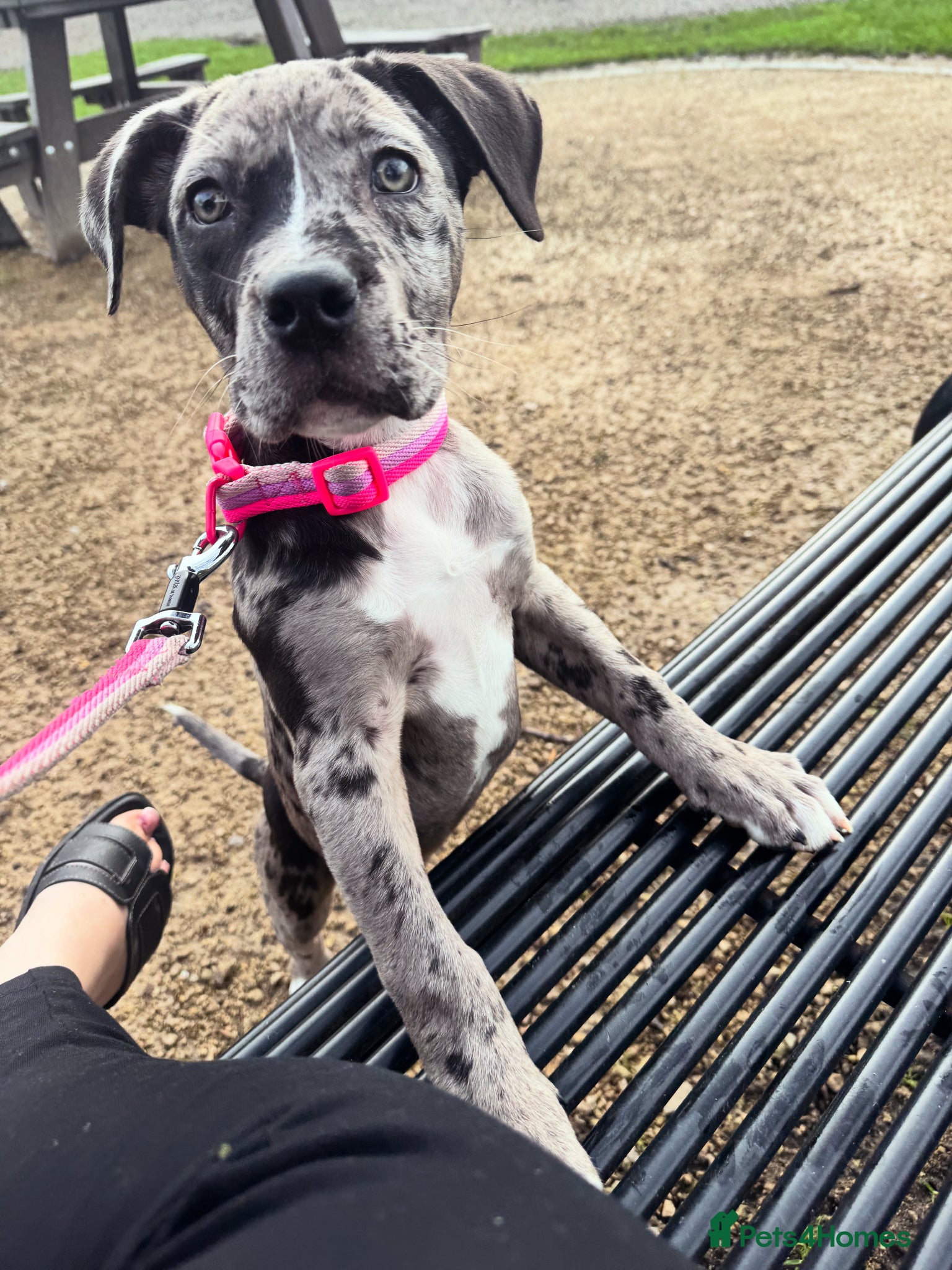 Mixed Breed dogs Cane corso Merle / cross  - Advert 3