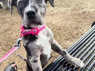 Mixed Breed dogs Cane corso Merle / cross - Advert 2