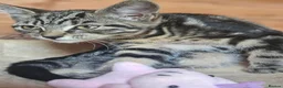 Mixed Breed cats for sale: Half Bengal Kittens - Advert 17