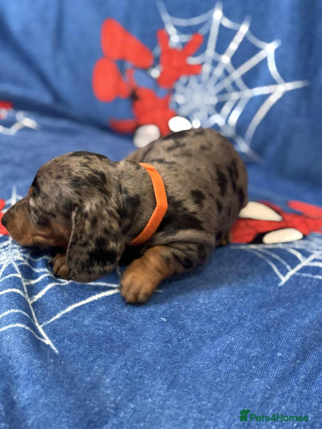 Miniature Dachshund dogs for sale: Miniature dachshund  - Advert 4