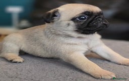 Pug dogs for sale: Chunky pug pups - Image 3