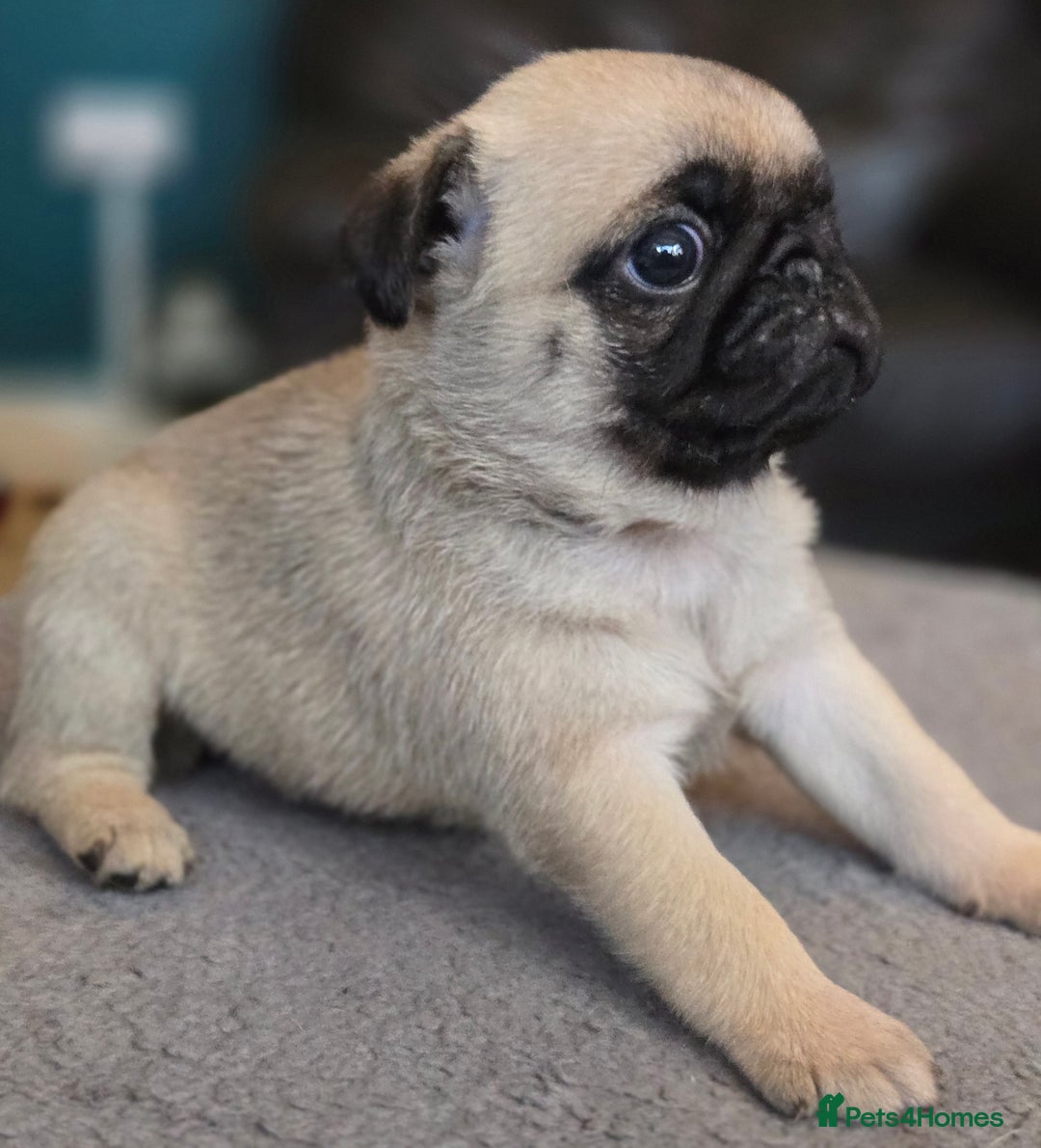 Pug dogs for sale: Chunky pug pups - Image 3