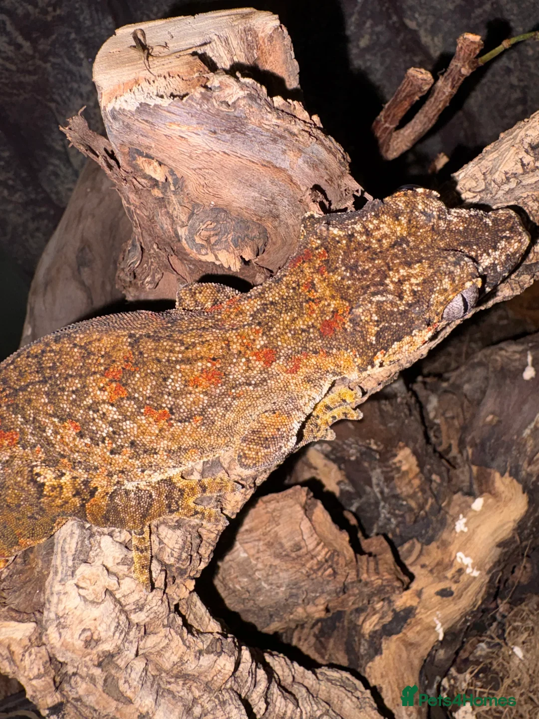 Gecko reptiles for sale: 3 Gargoyle Geckos - Advert 19