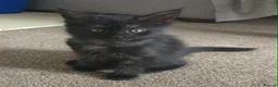 Maine Coon cats for sale: 3 Maine Coon kittens. - Advert 21