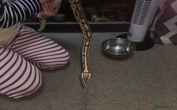 Python Snake reptiles for sale: Royal python Bolton area - Image 4