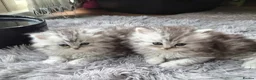 Persian cats for sale: Persian chinchilla kittens for sale 8 wks  - Advert 4