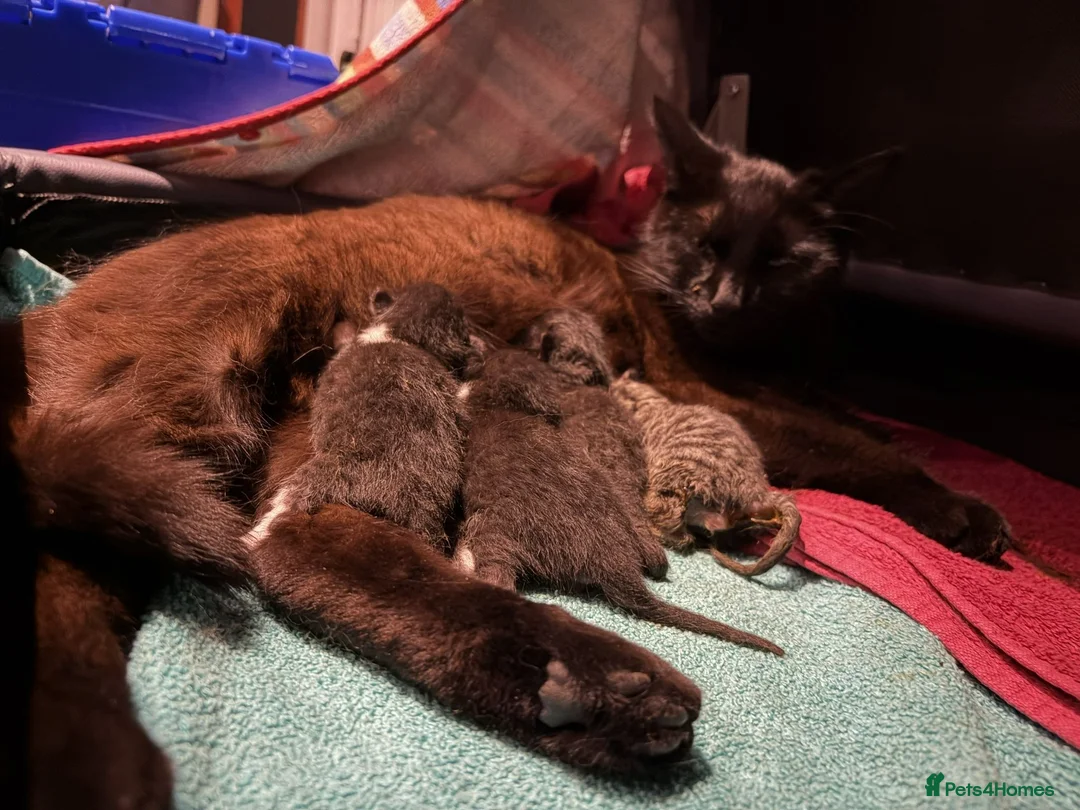 British Shorthair cats for sale: 4 Gorgeous Kittens for Sale - Advert 2