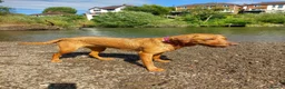 Labrador Retriever dogs for sale: Fox deep red Labrador KC Registered  - Advert 6