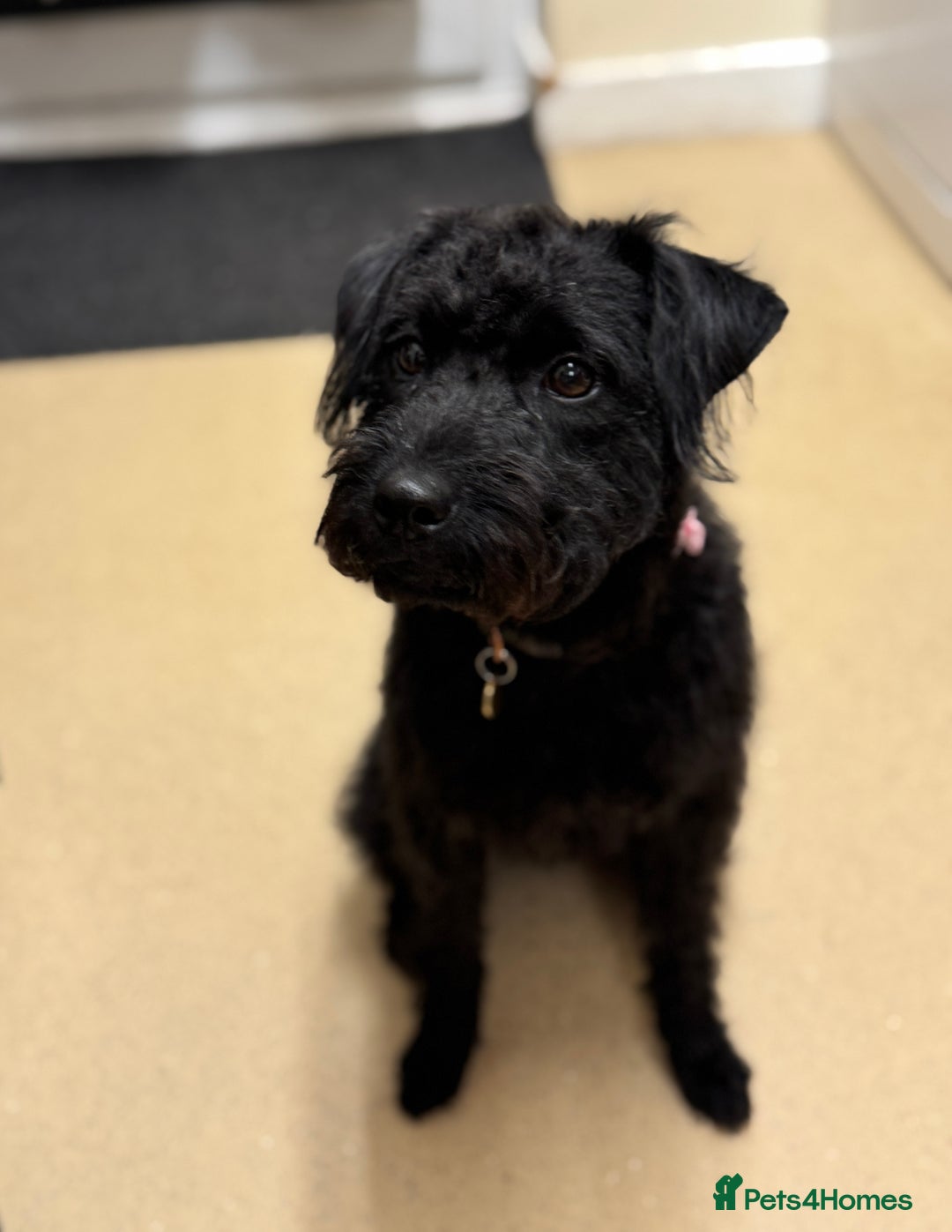 Patterdale Terrier dogs for sale: 🐾 Patterdale Terrier Looking for Loving Home 🐾 - Image 2